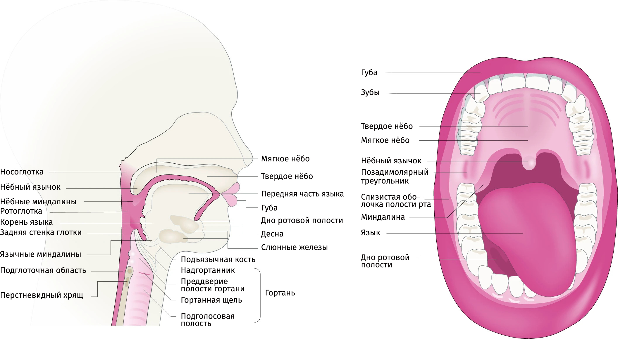 Анатомия головы и шеи, регионы